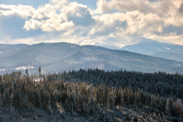 Paysage d'hiver avec des sapins de forêt couverte de neige dans les montagnes froides.