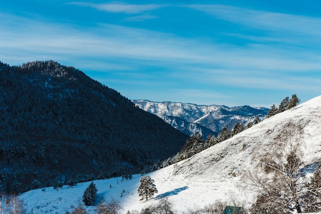 Paysage d'hiver avec sapins et montagnes