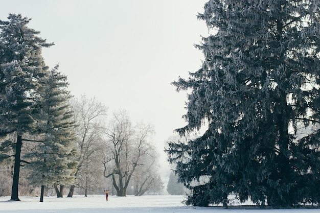 Paysage d'hiver avec sapins nature fantastique matin