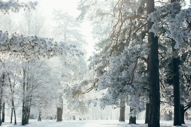 Paysage d'hiver avec sapins nature fantastique matin