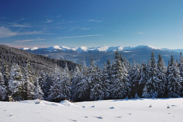 Paysage d'hiver avec sapins et neige fraîche