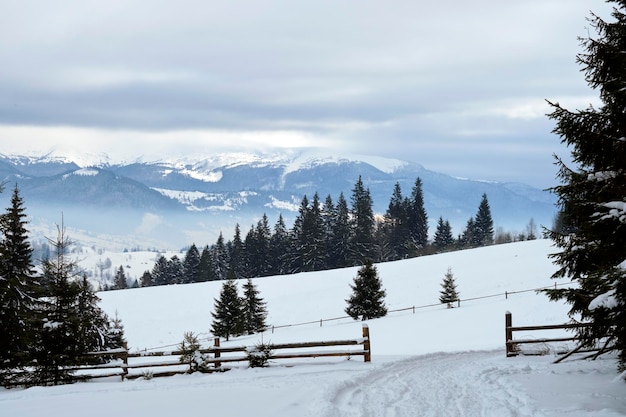 Paysage d'hiver avec des sapins sombres de la forêt couverte de neige dans les montagnes froides