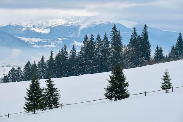 Paysage d'hiver avec des sapins sombres de la forêt couverte de neige dans les montagnes froides