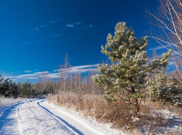 Paysage d'hiver avec sapins