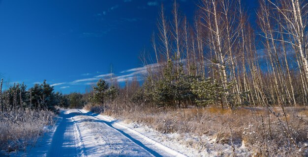 Paysage d'hiver avec sapins