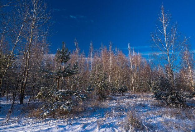 Paysage d'hiver avec sapins