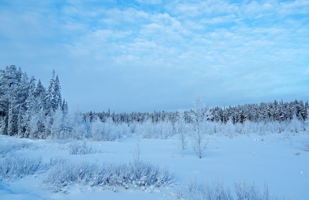 Paysage d'hiver Scène de beauté d'hiver