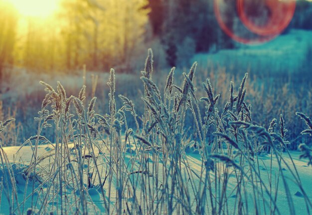 Paysage d'hiver. Scène de beauté d'hiver