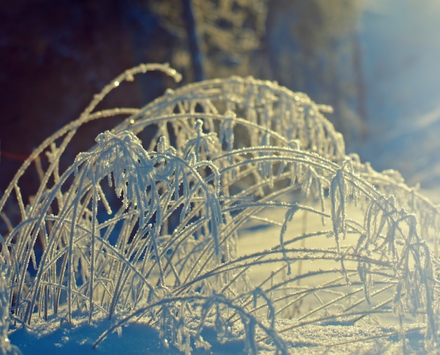 Photo paysage d'hiver. scène de beauté d'hiver