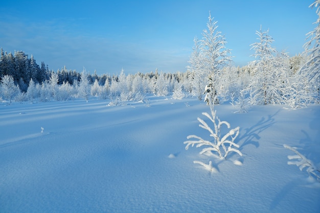 Paysage d'hiver Scène de beauté d'hiver