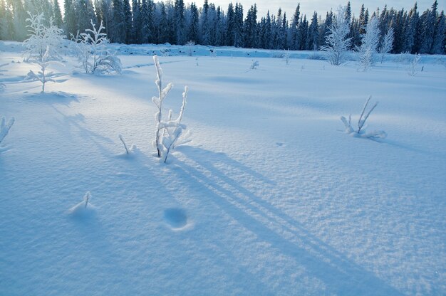 Paysage d'hiver Scène de beauté d'hiver