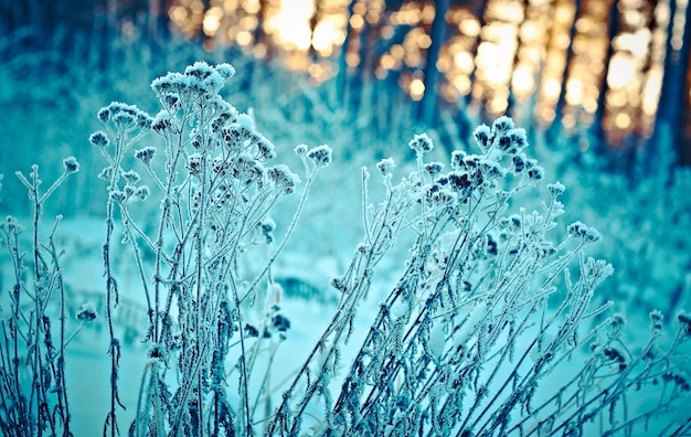 Paysage d'hiver. Scène d'hiver. Fleur congelée