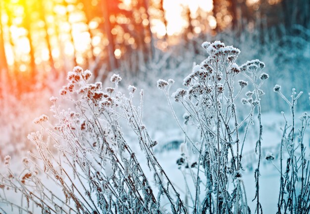 Paysage d'hiver. Scène d'hiver. Fleur congelée