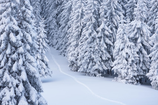 Paysage d'hiver avec sentier dans la neige