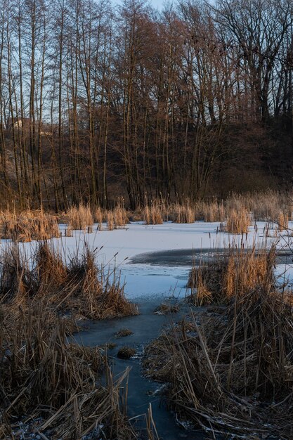 Paysage d'hiver serein avec un lac gelé entouré de grands roseaux