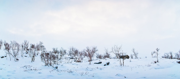 Paysage d&#39;hiver de la toundra