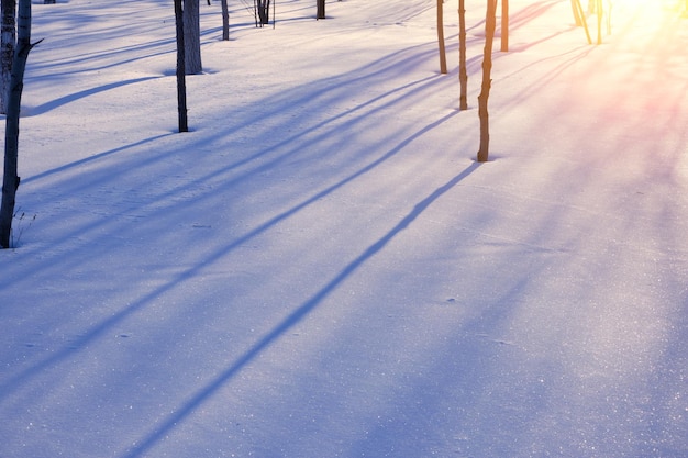 Paysage d'hiver, les troncs d'arbres jettent des ombres sur la neige, éclairés par un soleil éclatant.