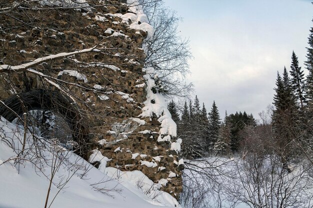 Paysage d'hiver vieux mur de pierre parmi les conifères