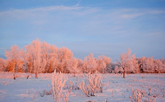 Paysage d&#39;hiver