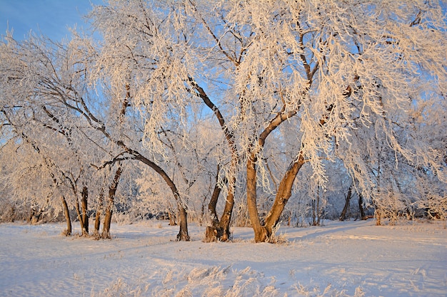 Paysage d&#39;hiver