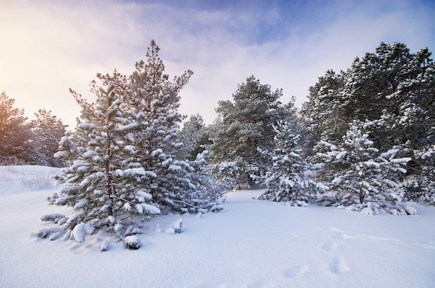 Paysage d'hiver.