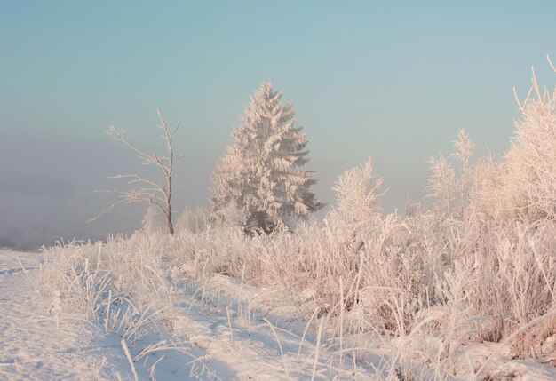 Paysage d'hiver