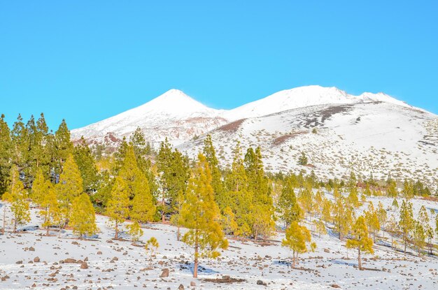 Paysage d&#39;hiver