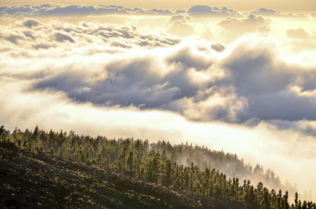 Paysage d&#39;hiver