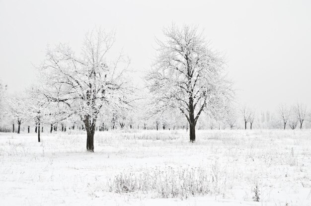 Paysage d&#39;hiver