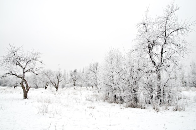 Paysage d&#39;hiver