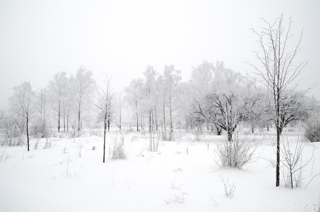 Paysage d&#39;hiver