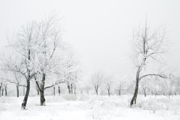 Paysage d&#39;hiver