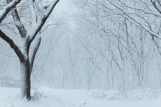 Paysage d&#39;hiver