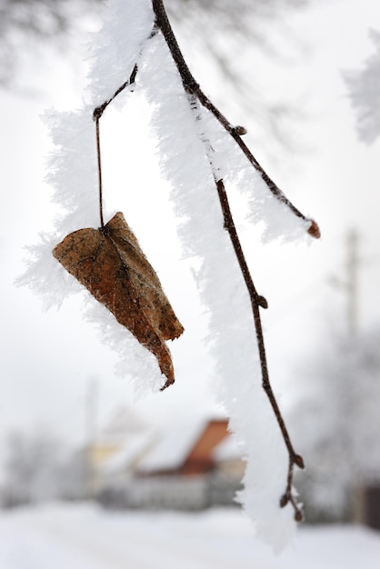 Paysage d&#39;hiver