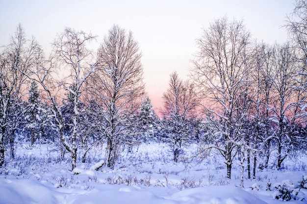 Paysage d&#39;hiver