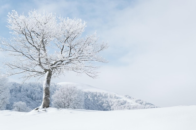Paysage hivernal avec arbre recouvert de neige dans les montagnes