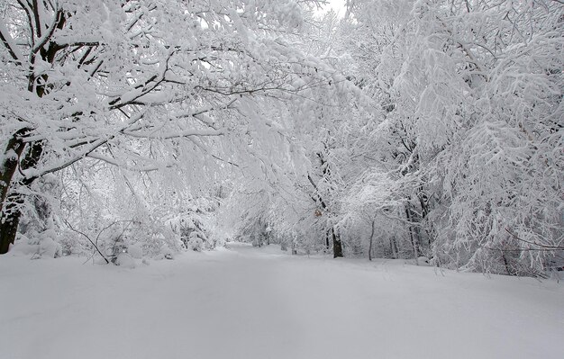 Photo paysage hivernal avec des arbres