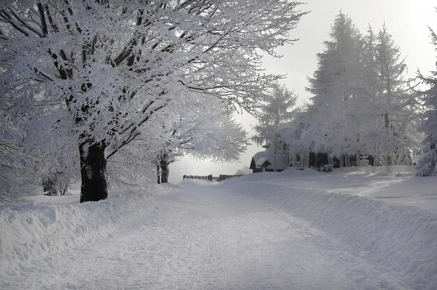 Photo paysage hivernal avec des arbres