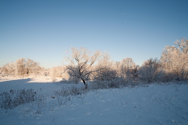 paysage hivernal avec de beaux arbres de neige blancs et un ciel bleu sans nuages