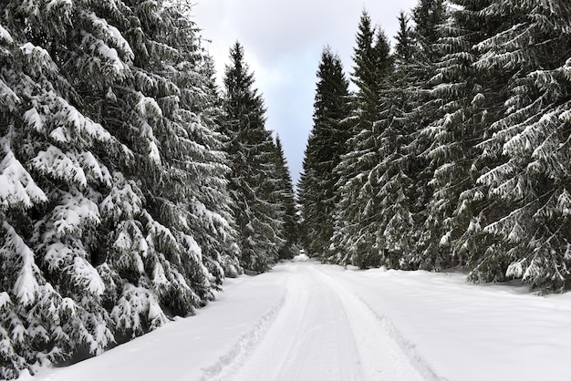 Paysage hivernal dans la forêt avec des arbres couverts de neige