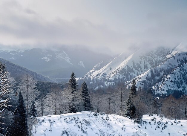 Photo paysage hivernal des montagnes majestueuses neige sur les arbres