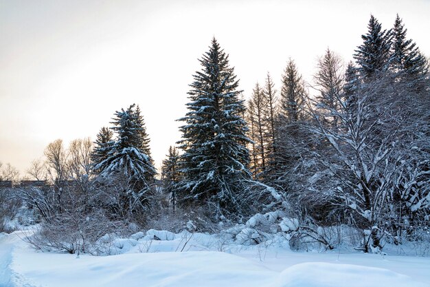 Paysage hivernal de neige moelleuse forêt de conifères rude