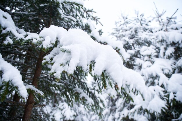 Paysage hivernal Paysage neigeux sur les montagnes hivernales Montagnes des Carpates Ukraine