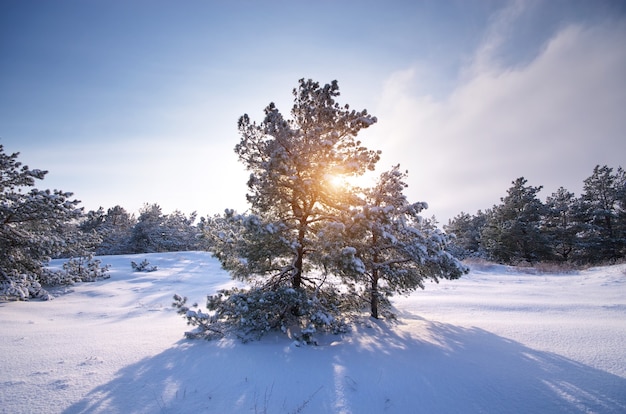 Paysage hivernal