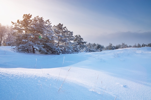 Paysage hivernal