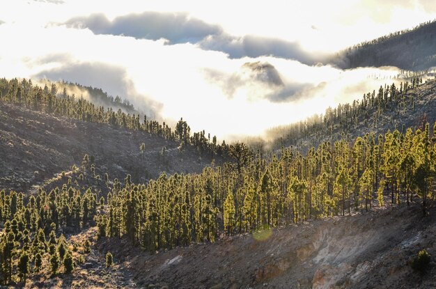 Le paysage hivernal