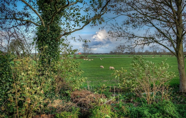 Paysage hollandais en été