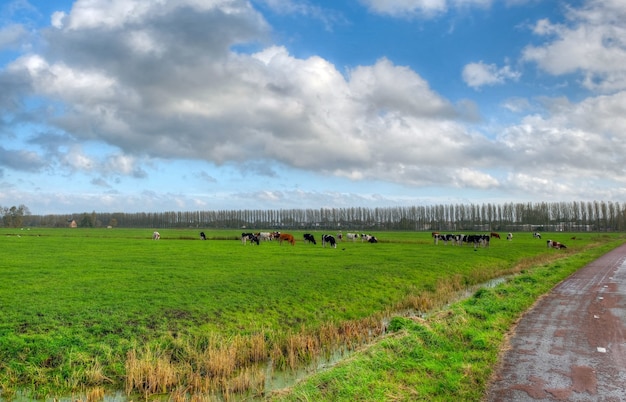 Paysage hollandais en été