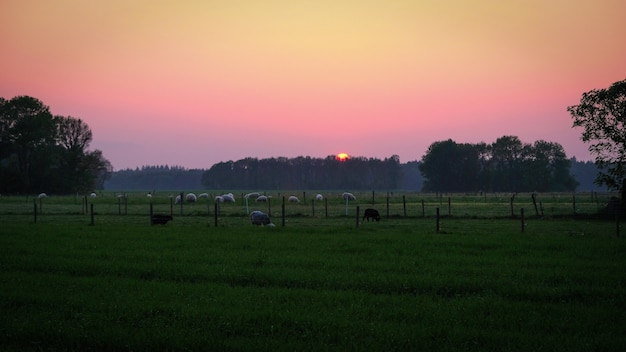 Paysage hollandais typique en été