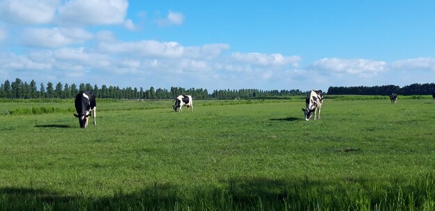 Photo paysage hollandais typique avec des vaches dans une prairie sous un ciel d'été bleu